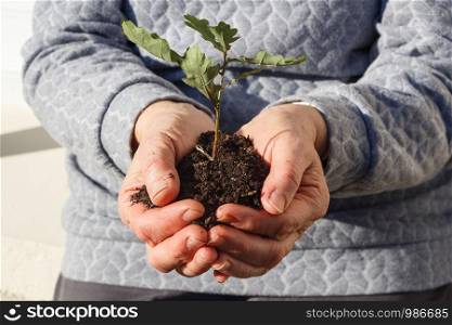 Small oak and soil in the hands of a woman