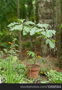small oak in a flower pot in the garden