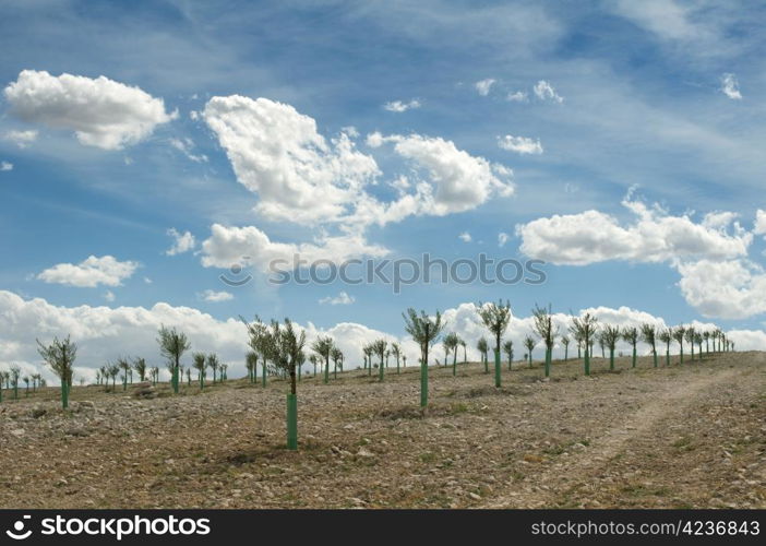 Small olive trees in a row. Yang olive plantation.