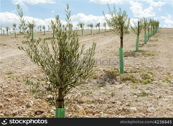 Small olive trees in a row. Yang olive plantation.