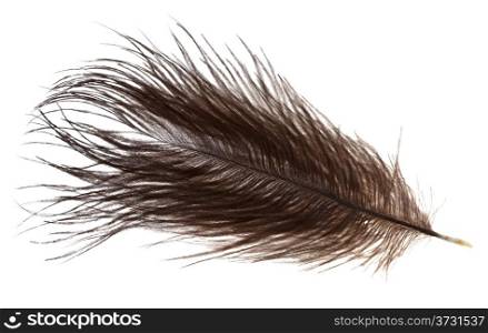 small ostrich feather on white background close up
