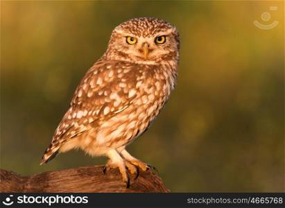 Small owl on a tree trunk in the nature