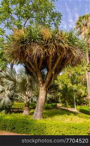small palm (Cordyline australis) in a park