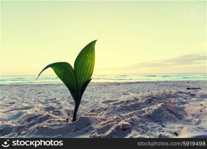 Small palm tree on a beach