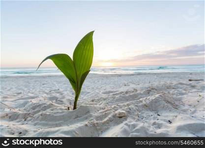 small palm tree on beach