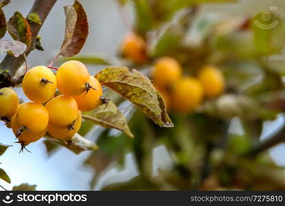 Small paradise apples among the leaves on a tree branch. Yellow apples on tree branch. Paradise apples on tree. Apples in garden. Autumn fruits in Latvia. Branch with yellow Paradise apples in autumn day.