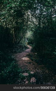 small path that goes into the forest of sadernes