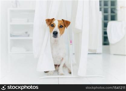 Small pedigree dog poses on white floor in laundry room near white linen drying on clothes horse. Animal in washing room. White color prevails
