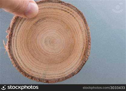 Small piece of cut wood log in hand. small piece of cut wood log used for wood texture background
