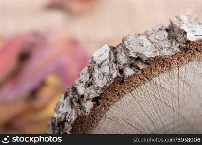 Small piece of cut wood logs . Piece of cut wood log texture as background