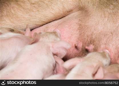 small pigs in the farm
