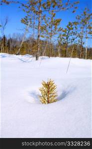 small pine in snow
