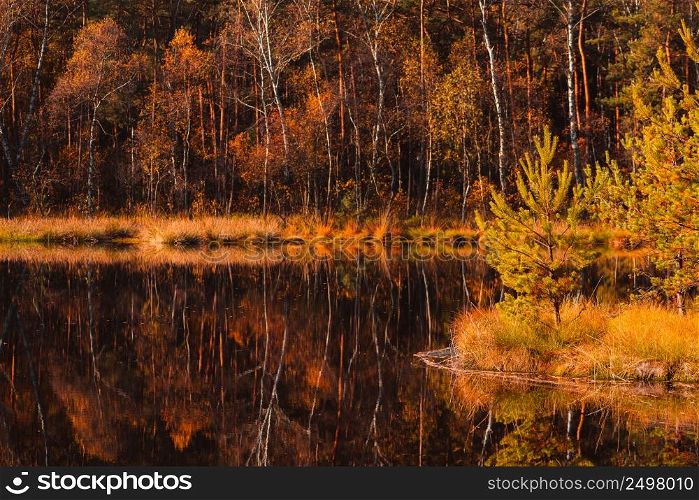 Small pine tree on hillock in the middle of forest lake at autumn