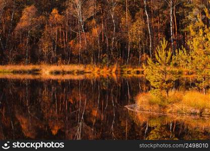 Small pine tree on hillock in the middle of forest lake at autumn