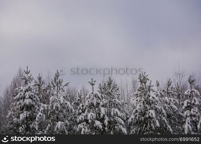 Small pine trees covered with white snow against a gray cloudy sky on a winter day.