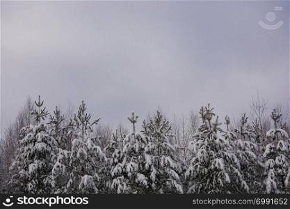 Small pine trees covered with white snow against a gray cloudy sky on a winter day.