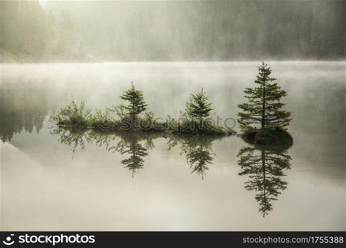 Small pines growing out of a patch of land in Two Jack Lake as the golden morning sunlight burns off the heavy fog in Banff National Park.