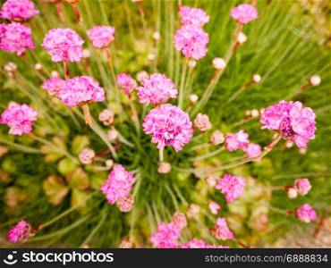 small pink flower heads poking up in a swirl many