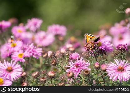 Small pink flowers and butterfly in the garden, macro photo with shallow dof.