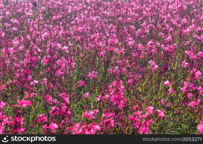 Small pink flowers in blossom, natural summer background