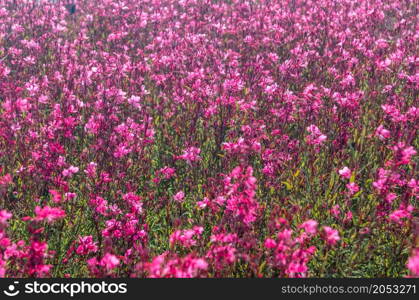 Small pink flowers in blossom, natural summer background