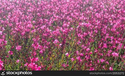Small pink flowers in blossom, natural summer background