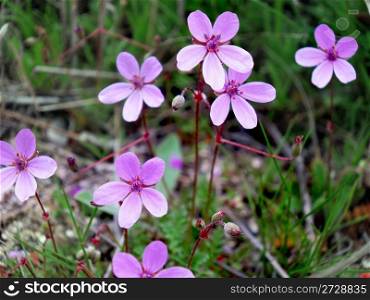 Small pink flowers on the field