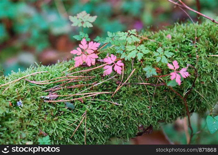 small pink flowers, pink flowers on green moss. pink flowers on green moss, small pink flowers