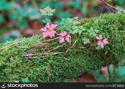 small pink flowers, pink flowers on green moss. pink flowers on green moss, small pink flowers