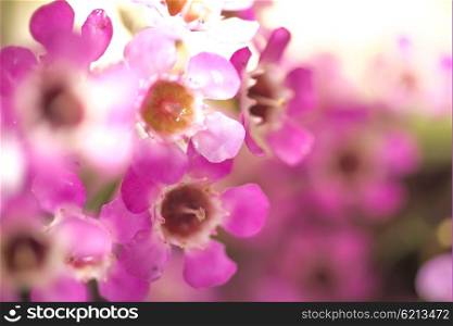 Small pink flowers viewed from up close.