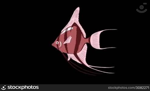 Small Pink Scalare Angelfish swims in an aquarium. Animated Motion Graphic with Alpha Channel.