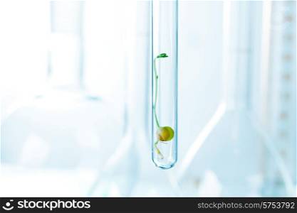 Small plant germinate in test tube, Genetically Modified Organisms