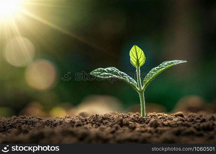 small plant growing in morning light at garden. concept earth day