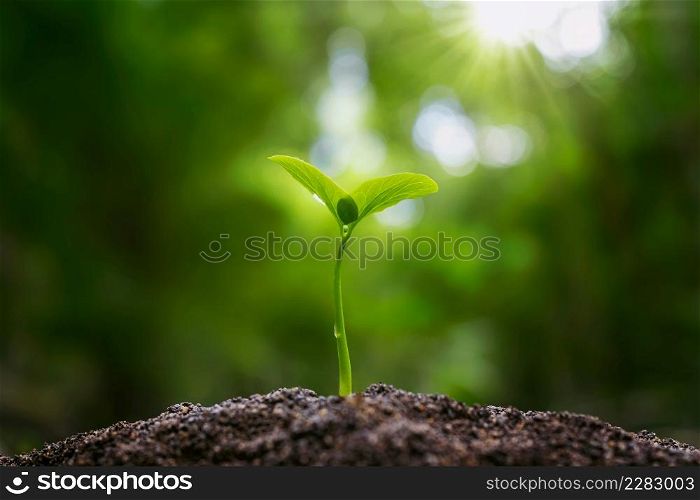 small plant growing in morning light at garden. concept earth day