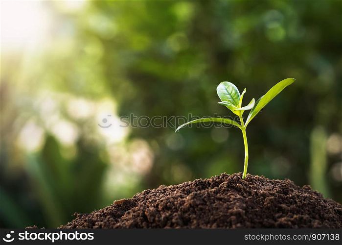 small plant growing with sunshine. agriculture concept
