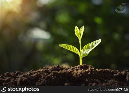 small plant growing with sunshine. agriculture concept