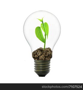 Small plant in light bulb, conservation concept