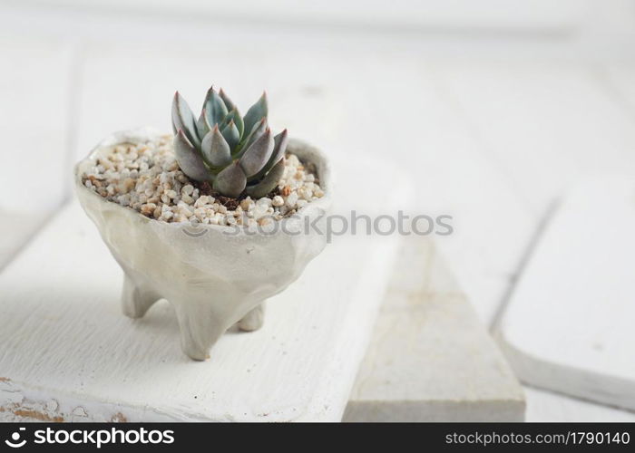 Small plant in pot succulents or cactus isolated on white background by front view. Small plant in pot