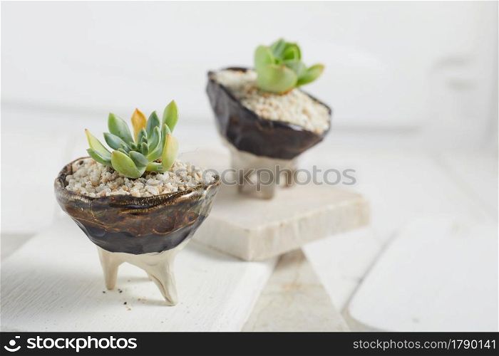 Small plant in pot succulents or cactus isolated on white background by front view. Small plant in pot