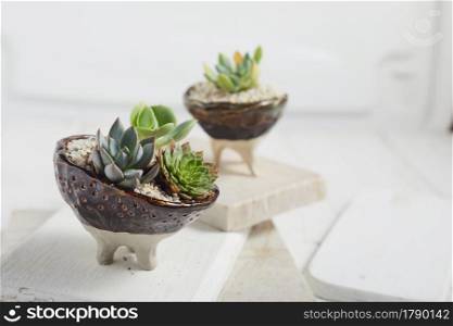 Small plant in pot succulents or cactus isolated on white background by front view. Small plant in pot