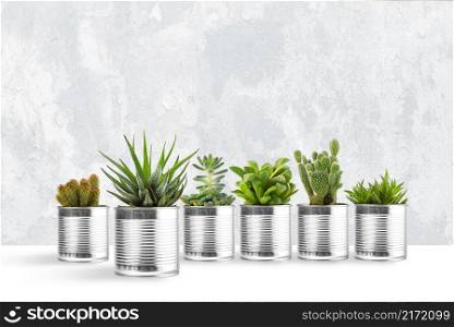 Small plant in pot succulents or cactus on white in front grunge concrete background
