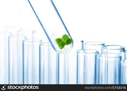 Small plant in test tube of glass. Small plant in test tube