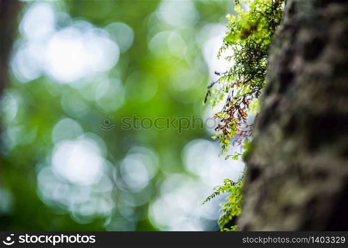 small plant in tropical rain forest, environmental and nature conservation concept
