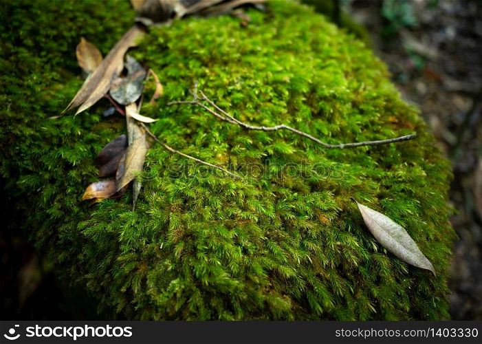 small plant in tropical rain forest, environmental and nature conservation concept