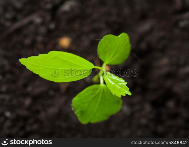 small plant macro