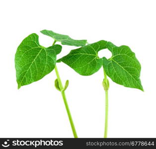 Small plant of bean