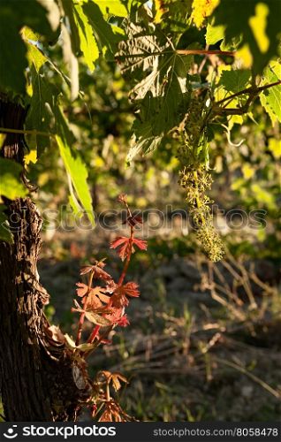 Small plant of vine and green grapes in the vineyard. Small plant of vine and green grapes
