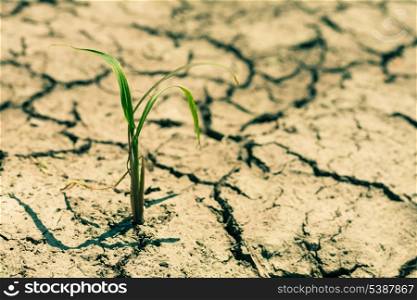 Small plant on cracked earth. Environmental problem concept