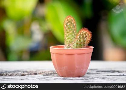 Small plant or cactus in pot on the vintage wooden table top with nature light and green background, selective focus.