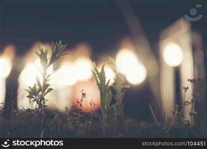 small plant with bokeh light